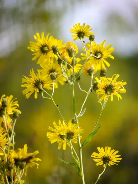 Primer Plano Planta Floración Amarilla Campo — Foto de Stock