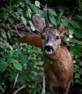 Ormanda bir geyiğin yakın çekimi.