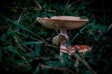 Tarlada büyüyen sineksi mantarlara yakın çekim