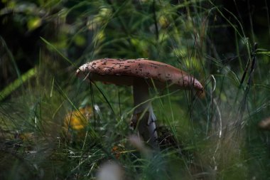 Tarlada büyüyen mantarın yakın çekimi