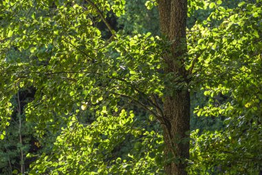 Ormandaki ağaçlar düşük açılı görünümü
