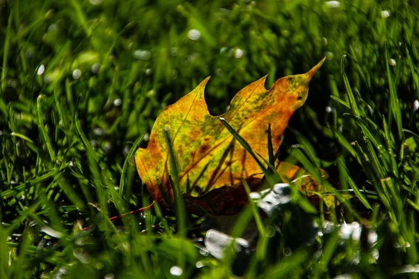 Close Fallen Leaf Grass — Stock Photo, Image