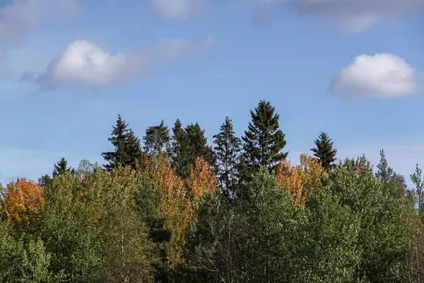 Visão Baixo Ângulo Árvores Contra Céu Durante Outono — Fotografia de Stock