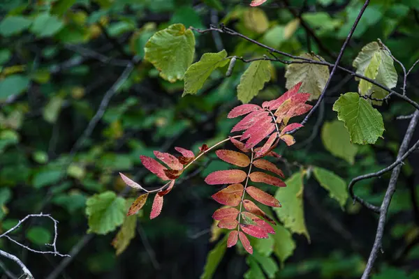 Закрытие Листьев Осенью — стоковое фото