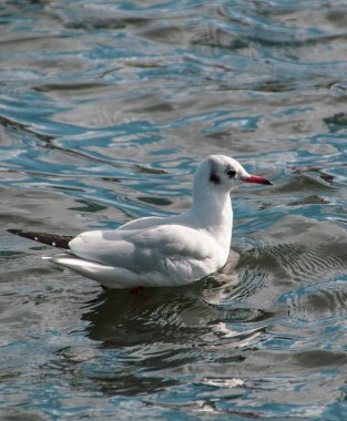 Gölde yüzen martılara yakın çekim