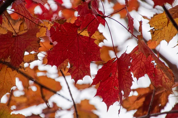 Close Dari Daun Maple Pohon Selama Musim Gugur — Stok Foto