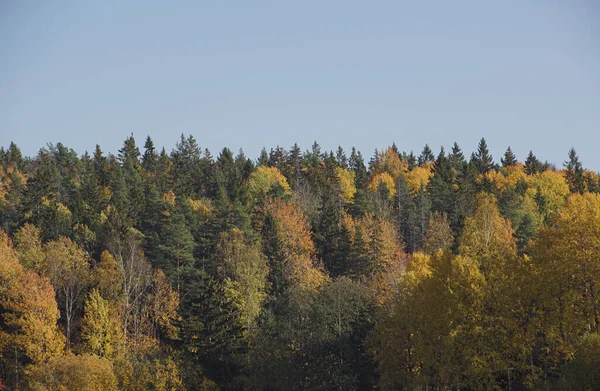 Árvores Floresta Contra Céu Limpo Durante Outono — Fotografia de Stock