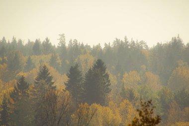 Sonbahar boyunca ormanda gökyüzüne karşı ağaçlar