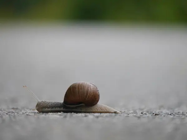 도로에 달팽이의 클로즈업 — 스톡 사진