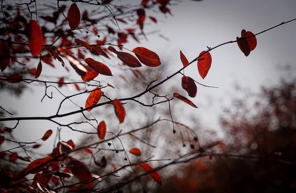 Sudut Rendah Melihat Daun Merah Pohon Terhadap Langit — Stok Foto
