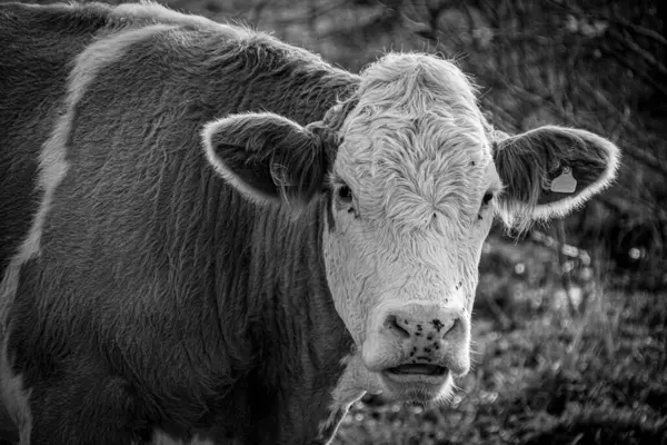 Close Vaca Campo — Fotografia de Stock