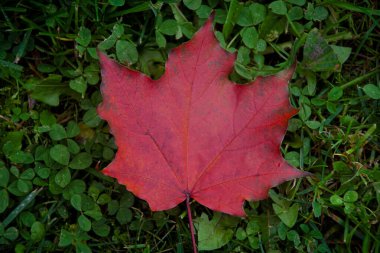 Yerdeki bir yaprağı kapat. 