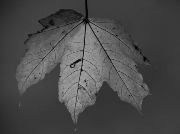 カエデの葉を閉じる — ストック写真