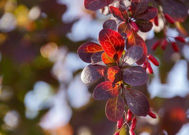 Gökyüzüne karşı kırmızı bitkiye yakın çekim 