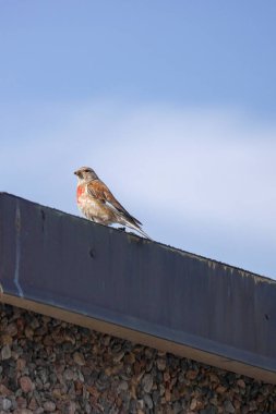Düşük açılı kuş gökyüzüne karşı çatıya tünemiş