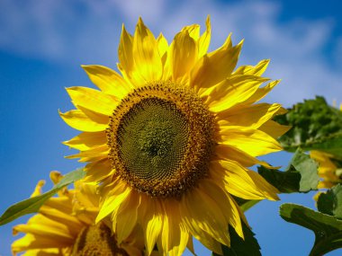 Gökyüzüne karşı ayçiçeğinin yakın çekimi
