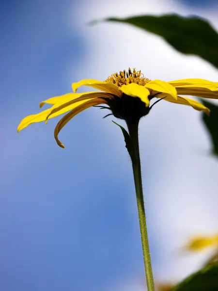Primer Plano Planta Floración Amarilla Contra Cielo — Foto de Stock