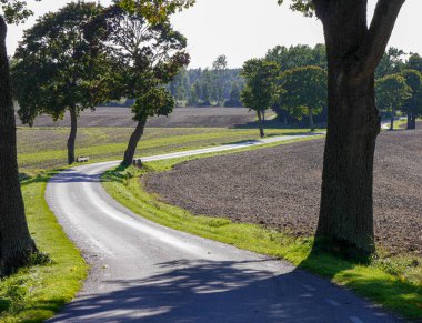 Yaz boyunca ağaçlar boyunca boş yol 