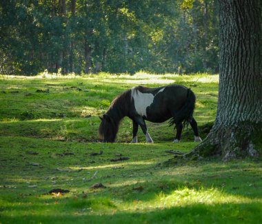 Otlakta otlayan atın yan görünüşü