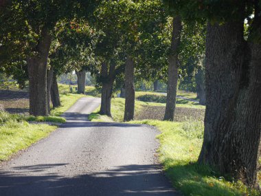 Yaz boyunca ağaçlar boyunca boş yol 