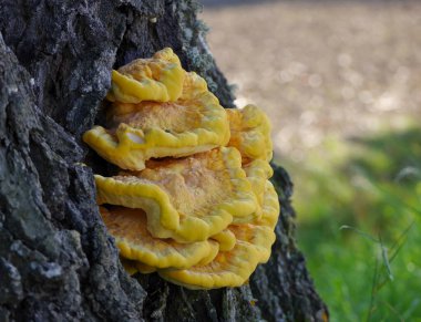 Ağaç gövdesinde büyüyen mantarın yakın çekimi