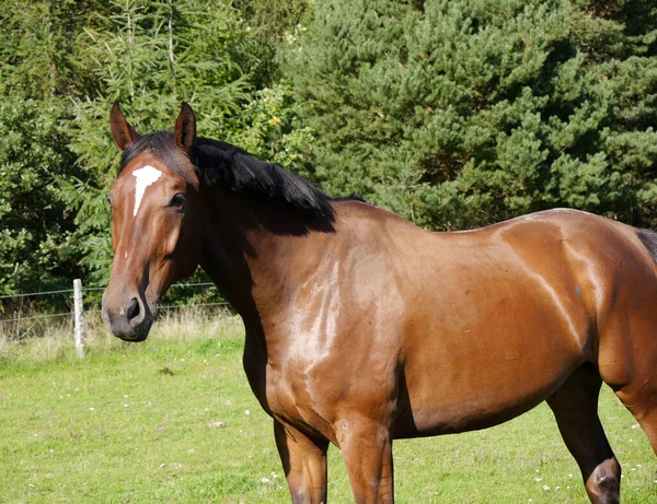 Sidovy Hästen Stående Gräsplan — Stockfoto