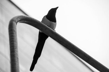 Siyah beyaz kuşun alçak açılı görüntüsü 