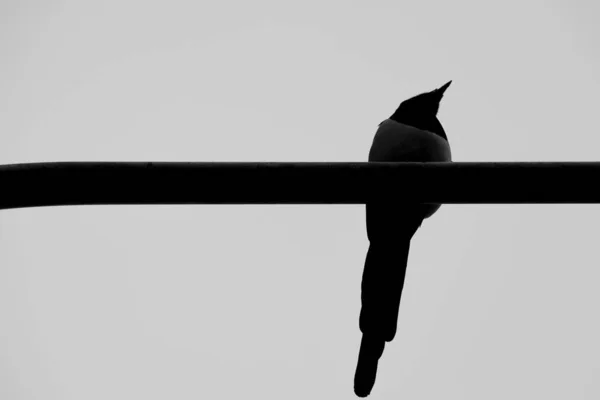 Vista Ángulo Bajo Pájaro Blanco Negro — Foto de Stock