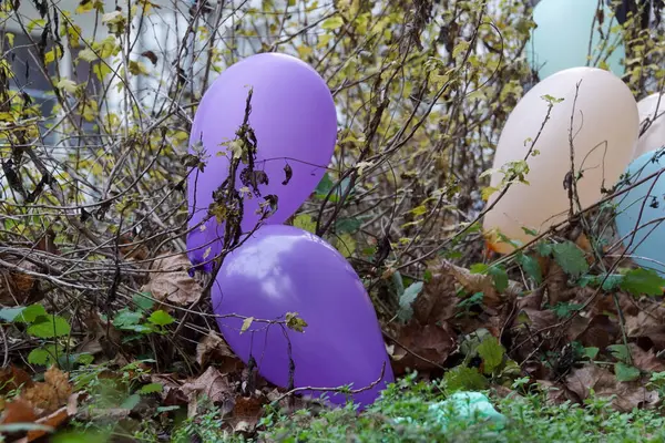 Forgotten Balloons Stuck Bushes Autumn — Stock Photo, Image