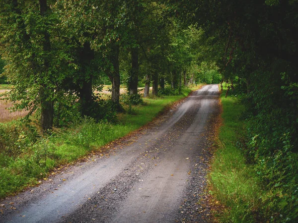 Ormandaki ağaçların arasında boş bir yol