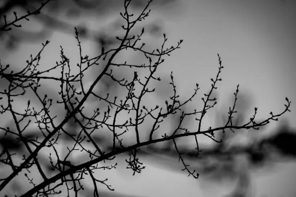 Close Bare Branches Sky — Stock Photo, Image