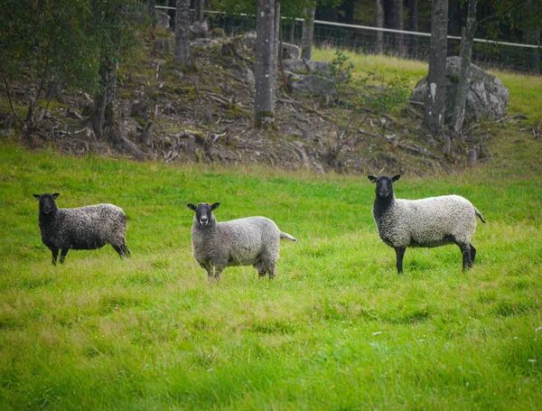 Tre Pecore Piedi Sul Campo — Foto Stock