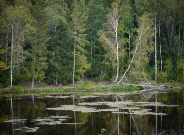 Ormandaki bir gölet manzarası