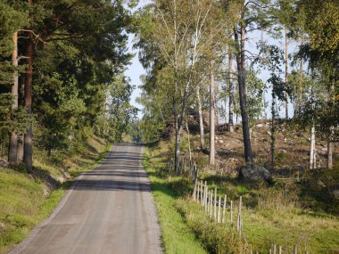Ormandaki ağaçların arasında boş bir yol