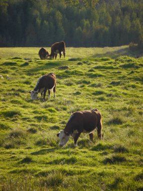 High angle view of cows grazing on grassy field