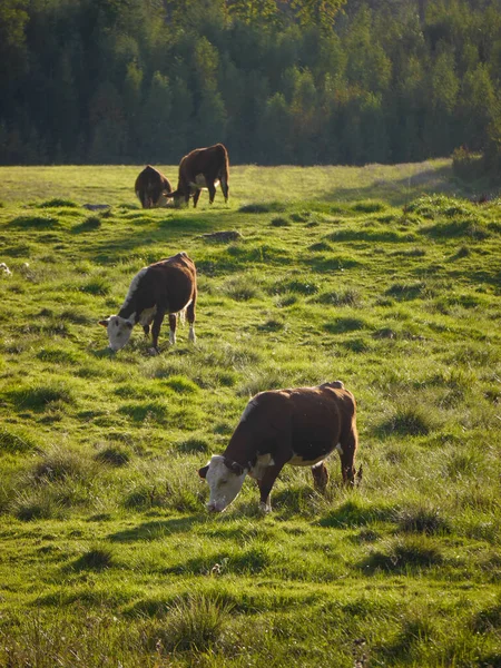 High Angle View Cows Grazing Grassy Field — Fotografia de Stock