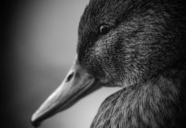 Eine Ente Aus Nächster Nähe — Stockfoto