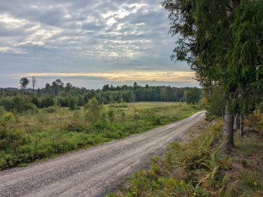 Gökyüzüne karşı ağaçların arasında boş bir yol