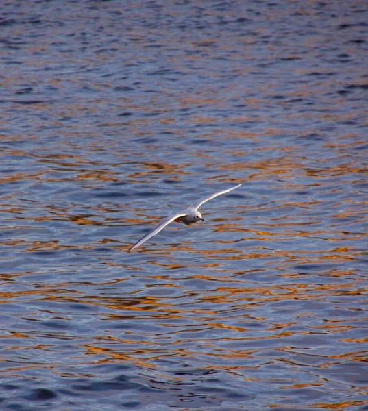 Pájaro Volando Sobre Agua — Foto de Stock