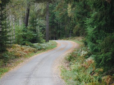 Sonbahar boyunca ormandaki ağaçların arasında boş bir yol