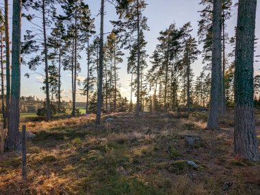 Ormanda büyüyen ağaçlar gökyüzüne karşı