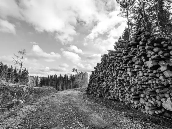 logs in a row at the forest industry