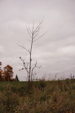 Gökyüzüne Karşı Alanın Manzarası