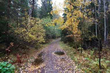 Sonbaharda ormandaki patika