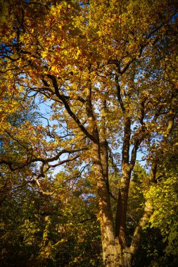 Sonbaharda ormandaki ağaçların alçak açılı görüntüsü