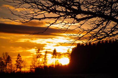 Açık gökyüzüne karşı çıplak ağacın alçak açılı görünümü