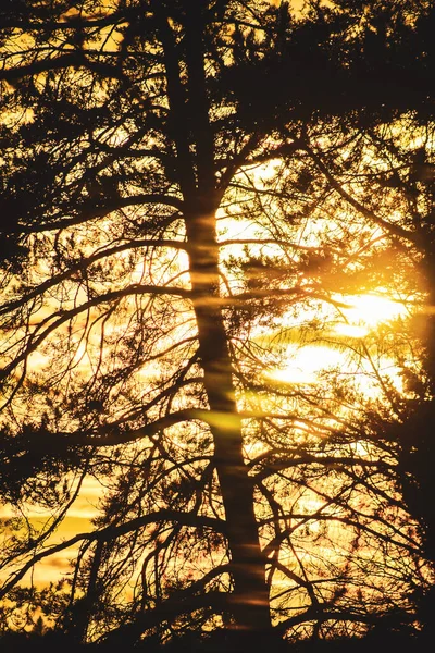 Gün batımında siluet ağaçlarının alçak açılı görüntüsü