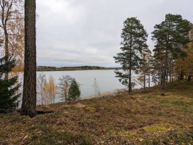 Göl kıyısındaki ağaçlar