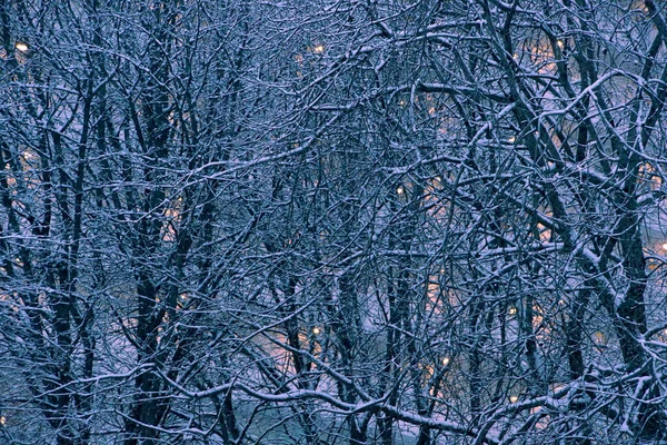 Kış boyunca çıplak ağaçların tam kare görüntüsü
