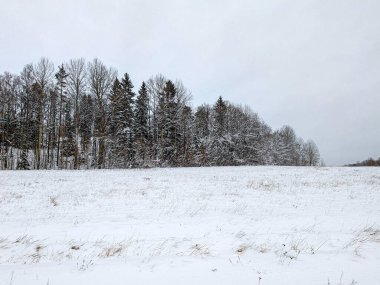 Karla kaplı tarladaki ağaçlar gökyüzüne karşı